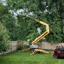 How Our Tree Care Process Works  in  Broadway, VA