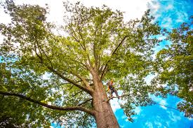  Broadway, VA Tree Removal Pros