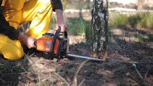 Best Commercial Tree Services  in Broadway, VA