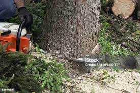 Best Tree Disease Treatment  in Broadway, VA