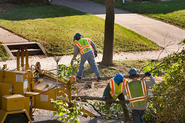 Best Hazardous Tree Removal  in Broadway, VA