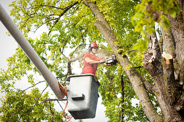 Best Root Management and Removal  in Broadway, VA